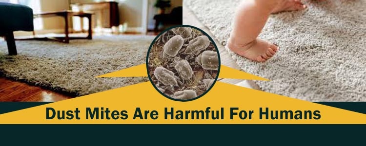 Dust Mites are Harmful for Humans